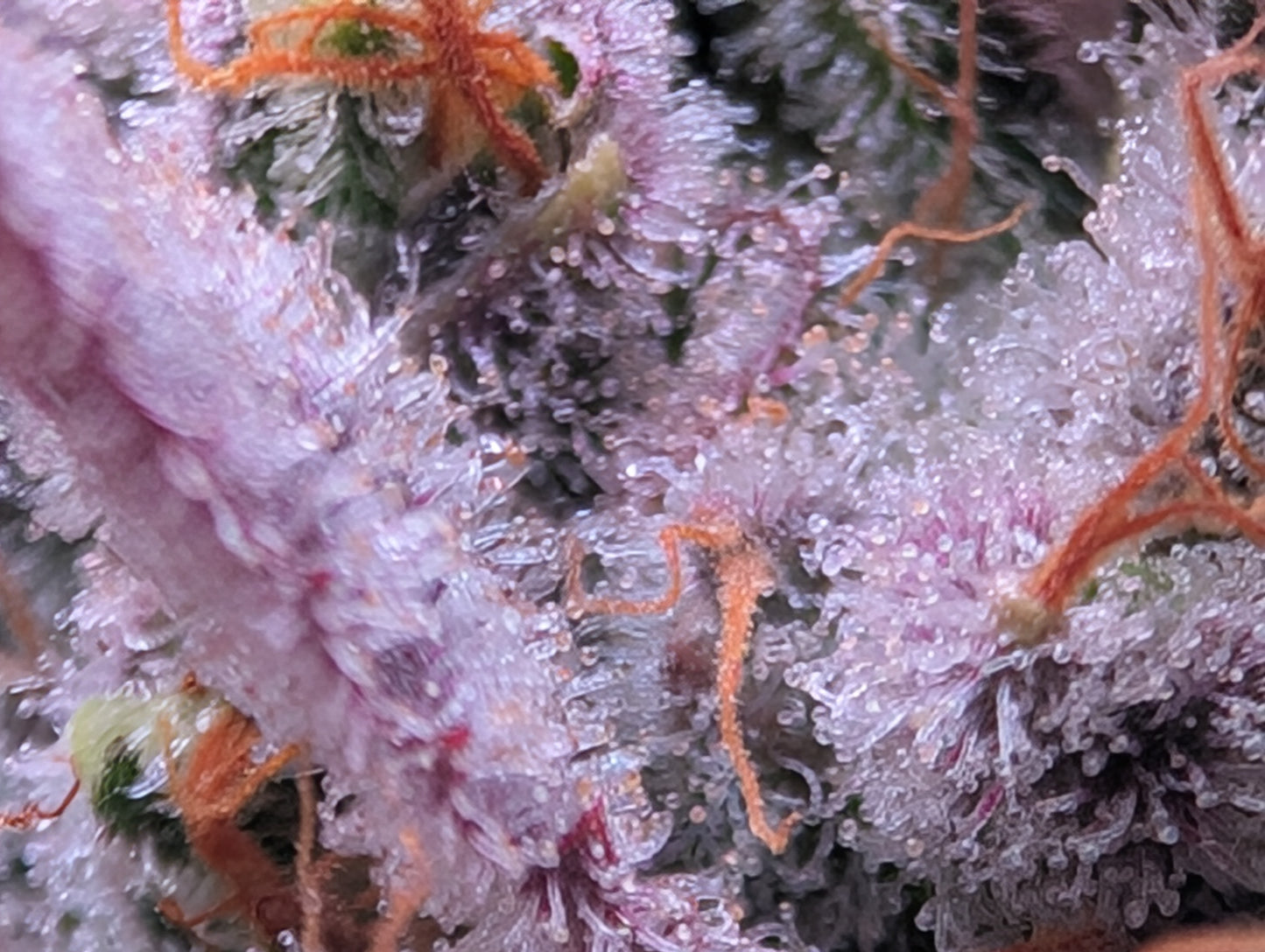 Jilly Glue #9
