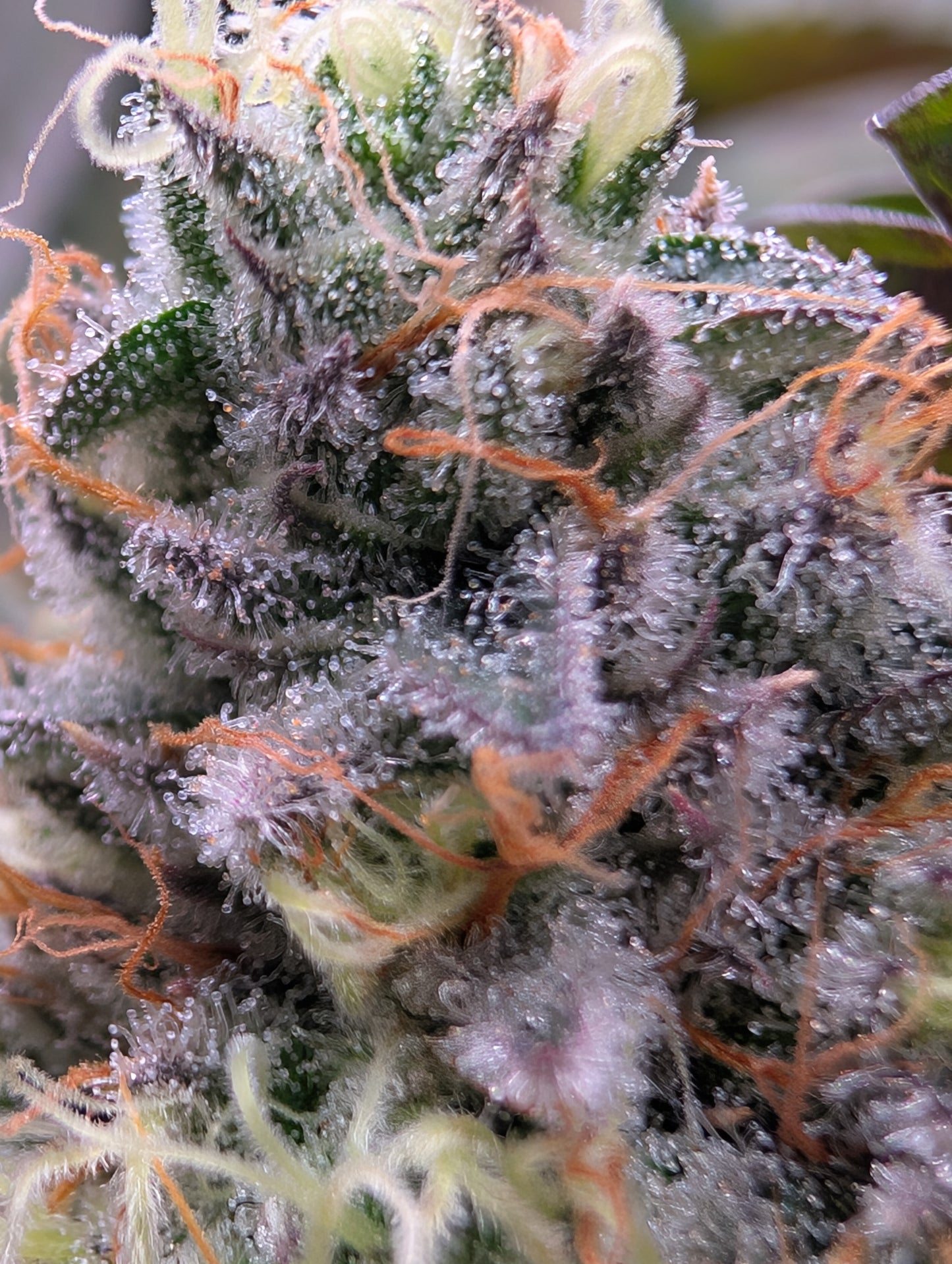 Alien Rock Candy