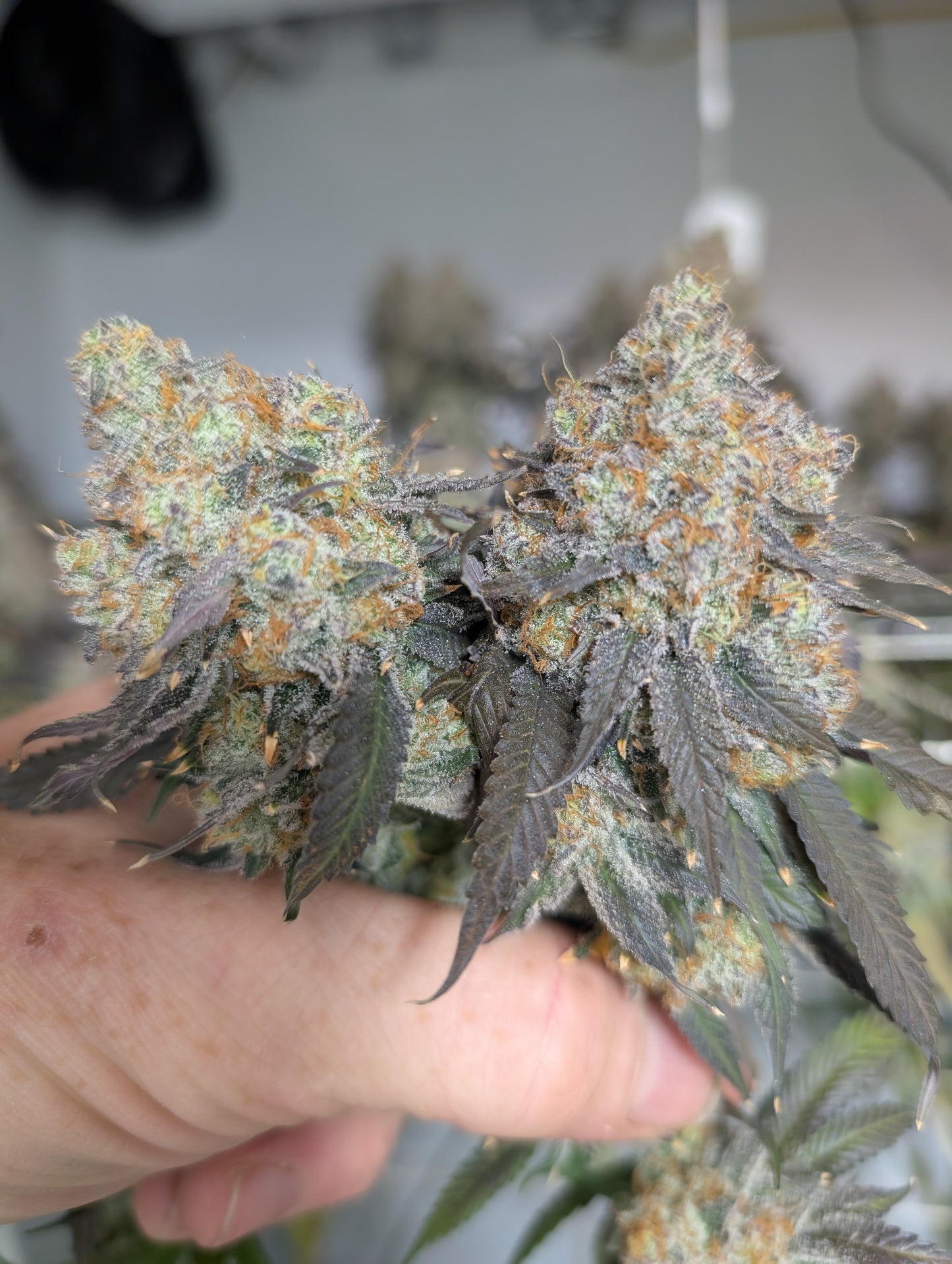 Alien Rock Candy