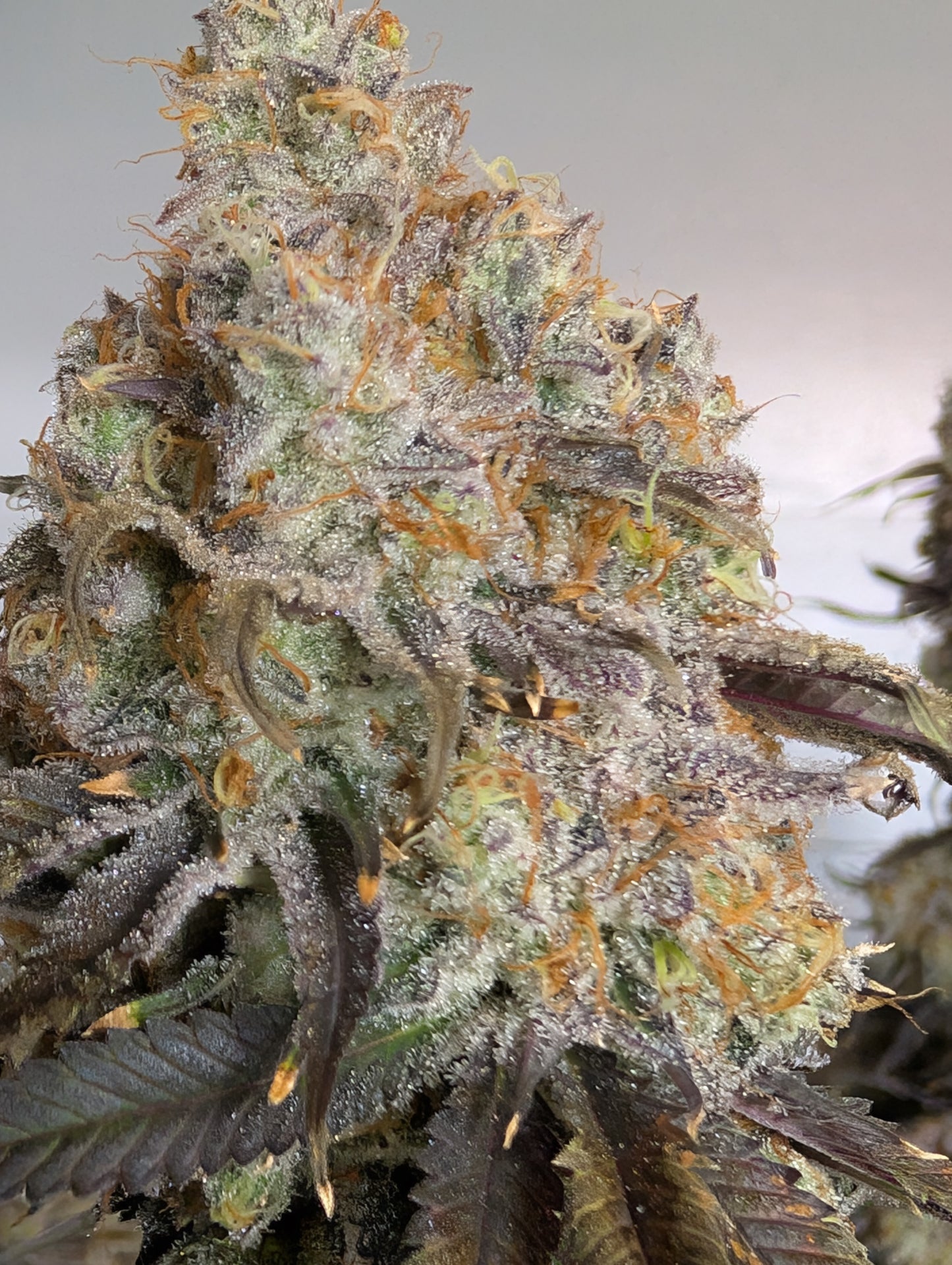 Alien Rock Candy