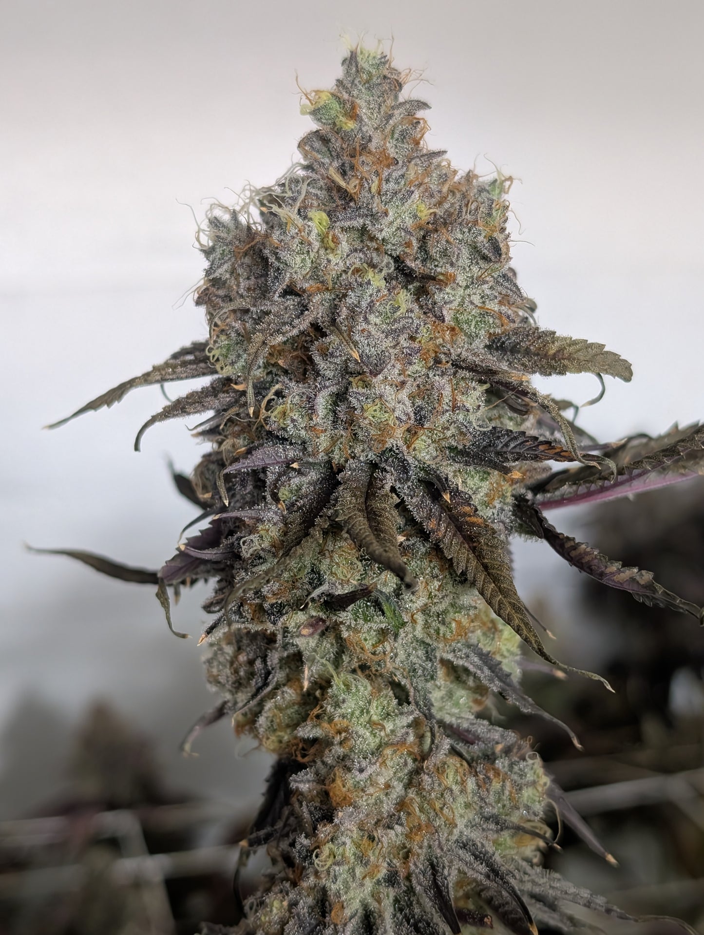 Alien Rock Candy