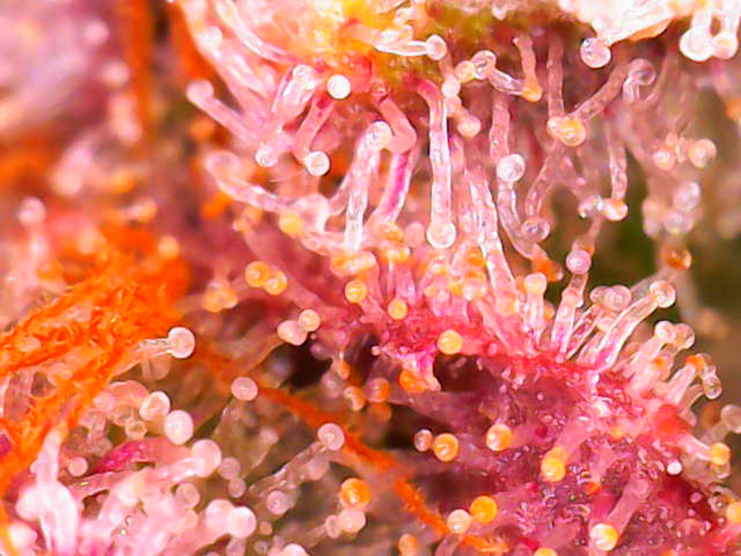 Jilly Glue #9