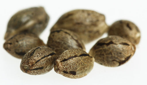 Seeds