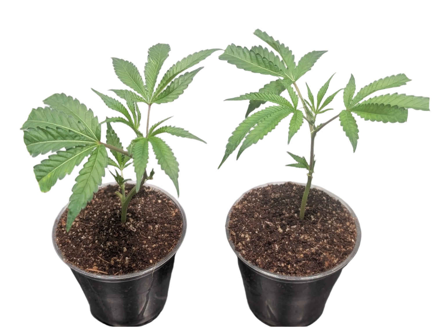 Grower Favorites