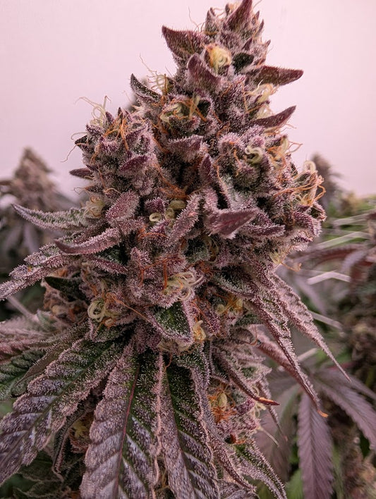 Cherry Paloma