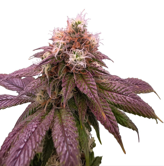 Oops didn't get Marked