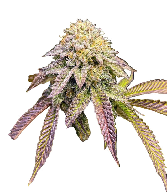 A vibrant close-up of a healthy Ice Cream Cake cannabis plant in the flowering stage. Its dense buds are covered in a sugary layer of trichomes, hinting at its sweet vanilla and doughy flavor profile. The plant features deep green and purple leaves with fiery orange pistils, reflecting its potent indica-dominant genetics. This strain, a cross between the legendary Wedding Cake and Gelato #33, inherits a rich heritage and award-winning qualities from its acclaimed parent strains.