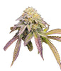 A vibrant close-up of a healthy Ice Cream Cake cannabis plant in the flowering stage. Its dense buds are covered in a sugary layer of trichomes, hinting at its sweet vanilla and doughy flavor profile. The plant features deep green and purple leaves with fiery orange pistils, reflecting its potent indica-dominant genetics. This strain, a cross between the legendary Wedding Cake and Gelato #33, inherits a rich heritage and award-winning qualities from its acclaimed parent strains.