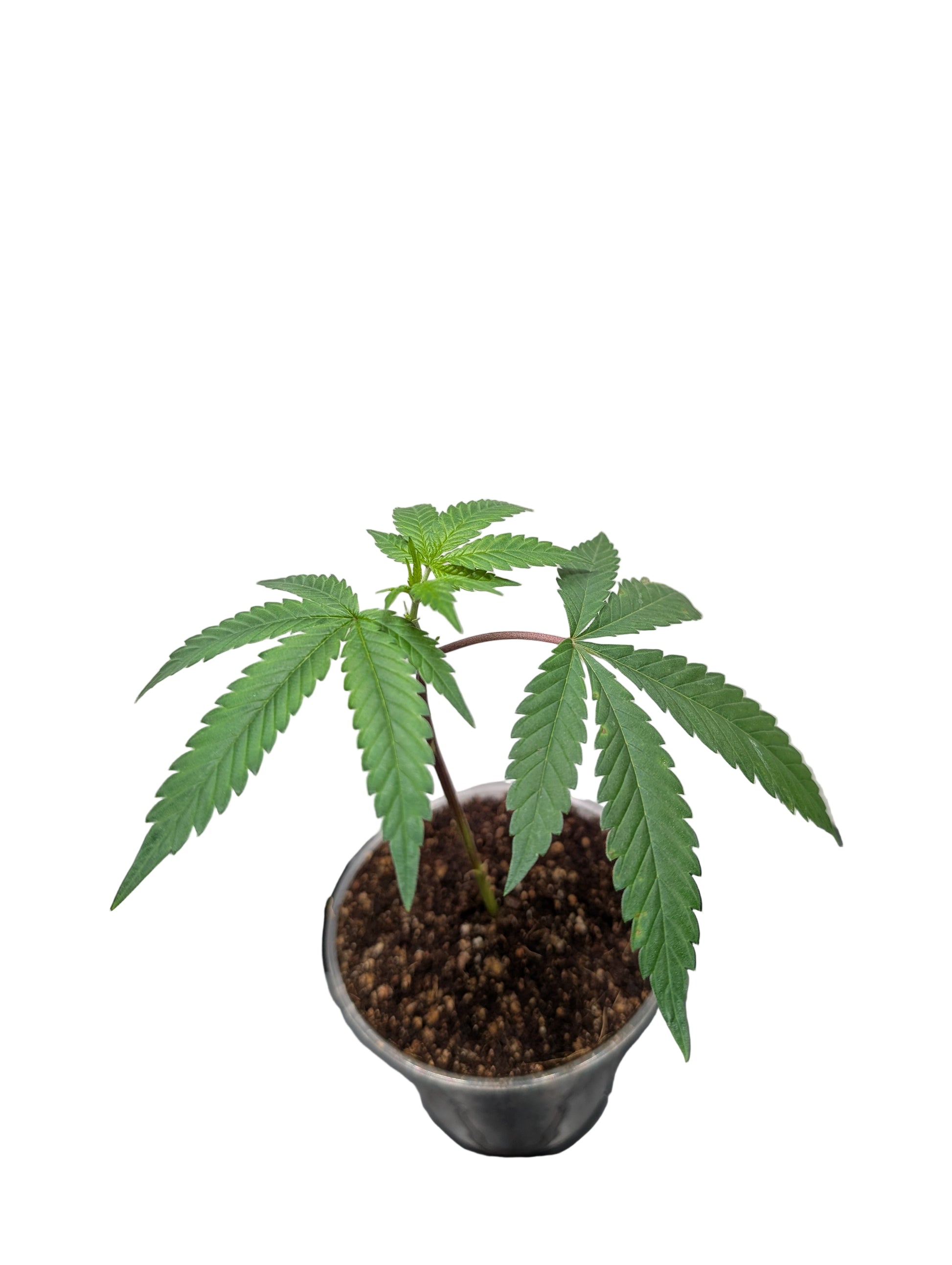 Jilly Glue x Gorilla Glue #4 Clone