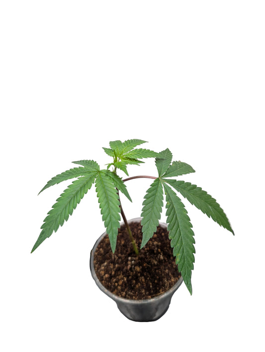 Jilly Glue x Gorilla Glue #4 Clone