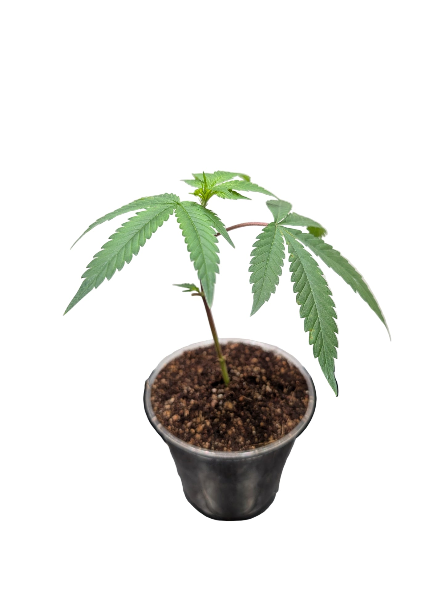 Jilly Glue x Gorilla Glue #4 Cannabis Clone