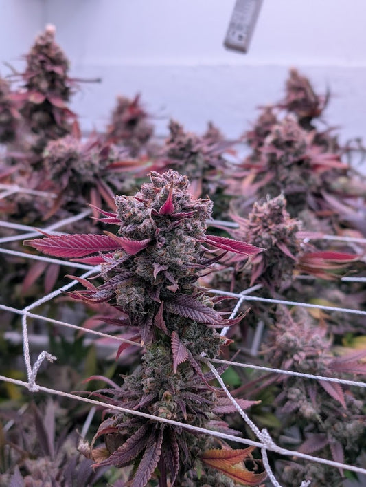 Jilly Glue #9