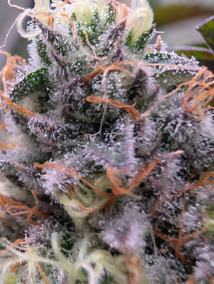 Alien Rock Candy