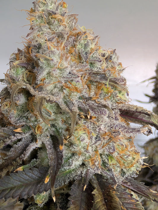 Alien Rock Candy