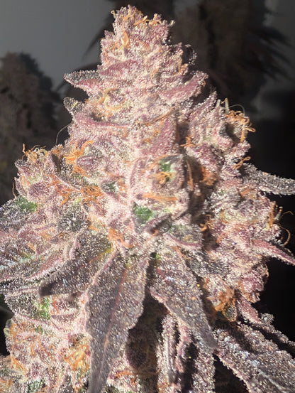 Cherry Paloma