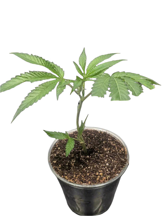 A vibrant picture of a young rooted cannabis clone, representing a variety of potent strains. The small marijuana clone is in the early vegetative stage with several healthy leaves and a sturdy stalk. This Cannabis Clone is a great visual for a wide range of popular cannabis strains, including Lemon Jeffrey, Cherry Paloma, Stuffed Cherry Gelato, Zlushies, Ice Cream Cake, Gorilla Glue #4, Dirty Unicorn, Hawaiian Snow Cone, and GMO Root Beer.