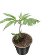 A vibrant picture of a young rooted cannabis clone, representing a variety of potent strains. The small marijuana clone is in the early vegetative stage with several healthy leaves and a sturdy stalk. This Cannabis Clone is a great visual for a wide range of popular cannabis strains, including Lemon Jeffrey, Cherry Paloma, Stuffed Cherry Gelato, Zlushies, Ice Cream Cake, Gorilla Glue #4, Dirty Unicorn, Hawaiian Snow Cone, and GMO Root Beer.