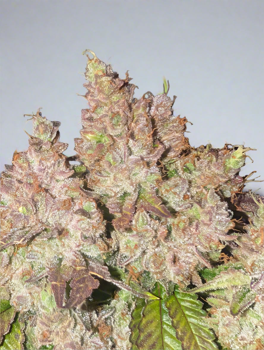 Jilly Glue x Gorilla Glue 4 BX6
