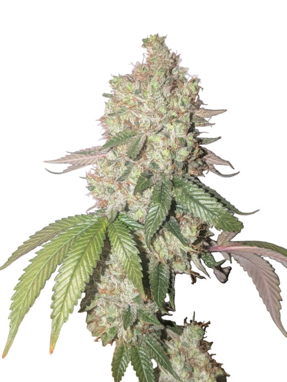 Jilly Glue x Gorilla Glue 4 BX6