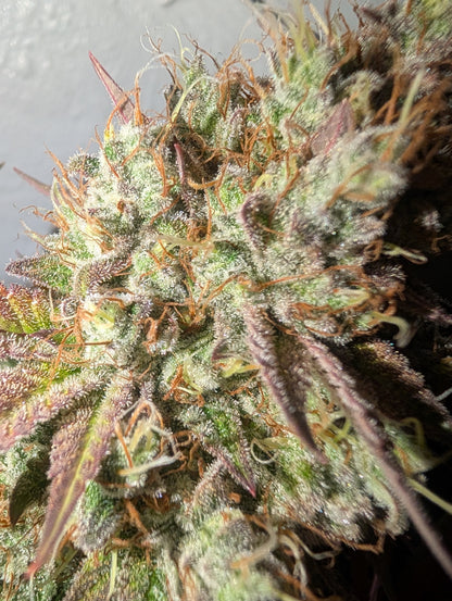 Jilly Glue x Gorilla Glue 4 BX6