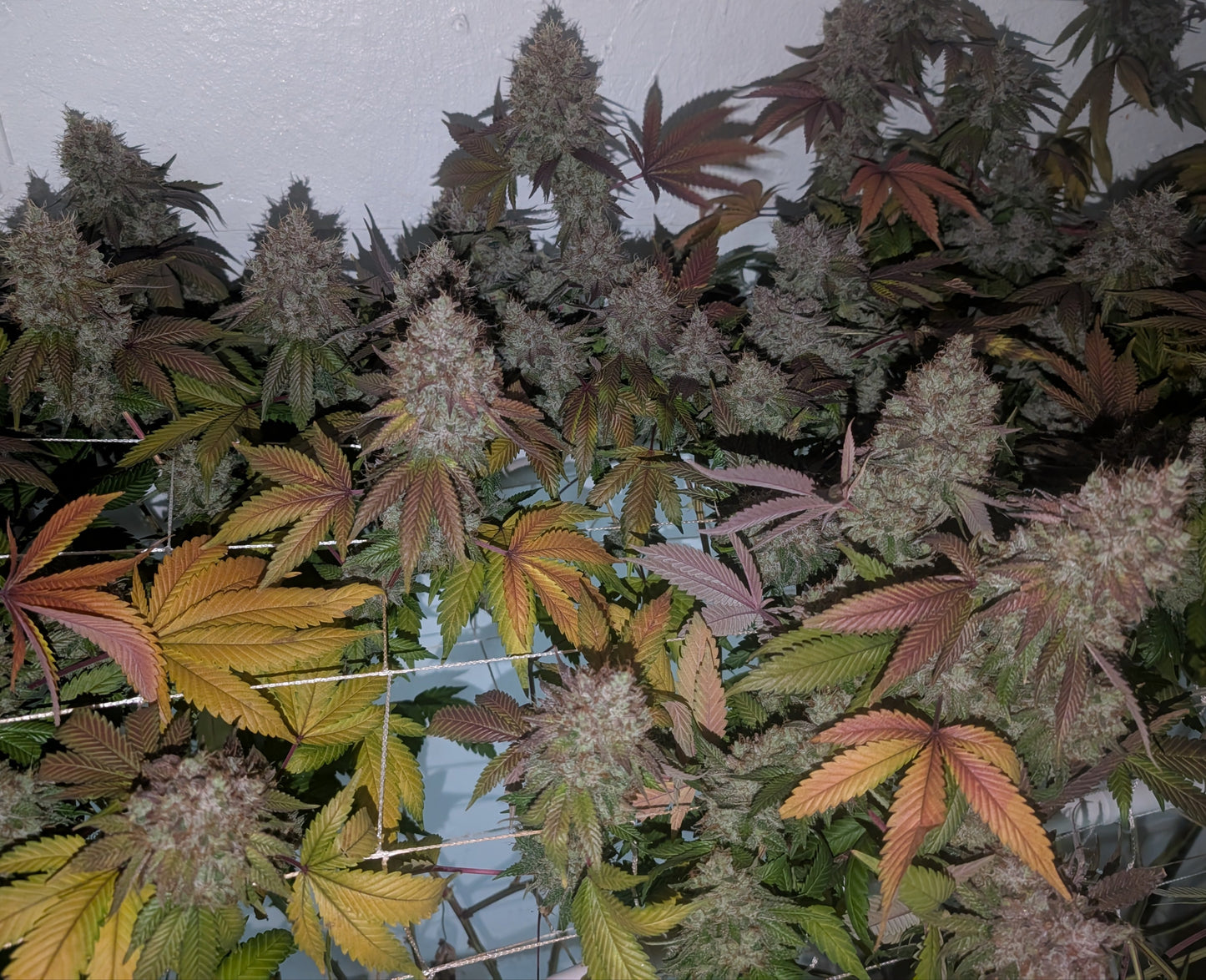 Jilly Glue x Gorilla Glue 4 BX6
