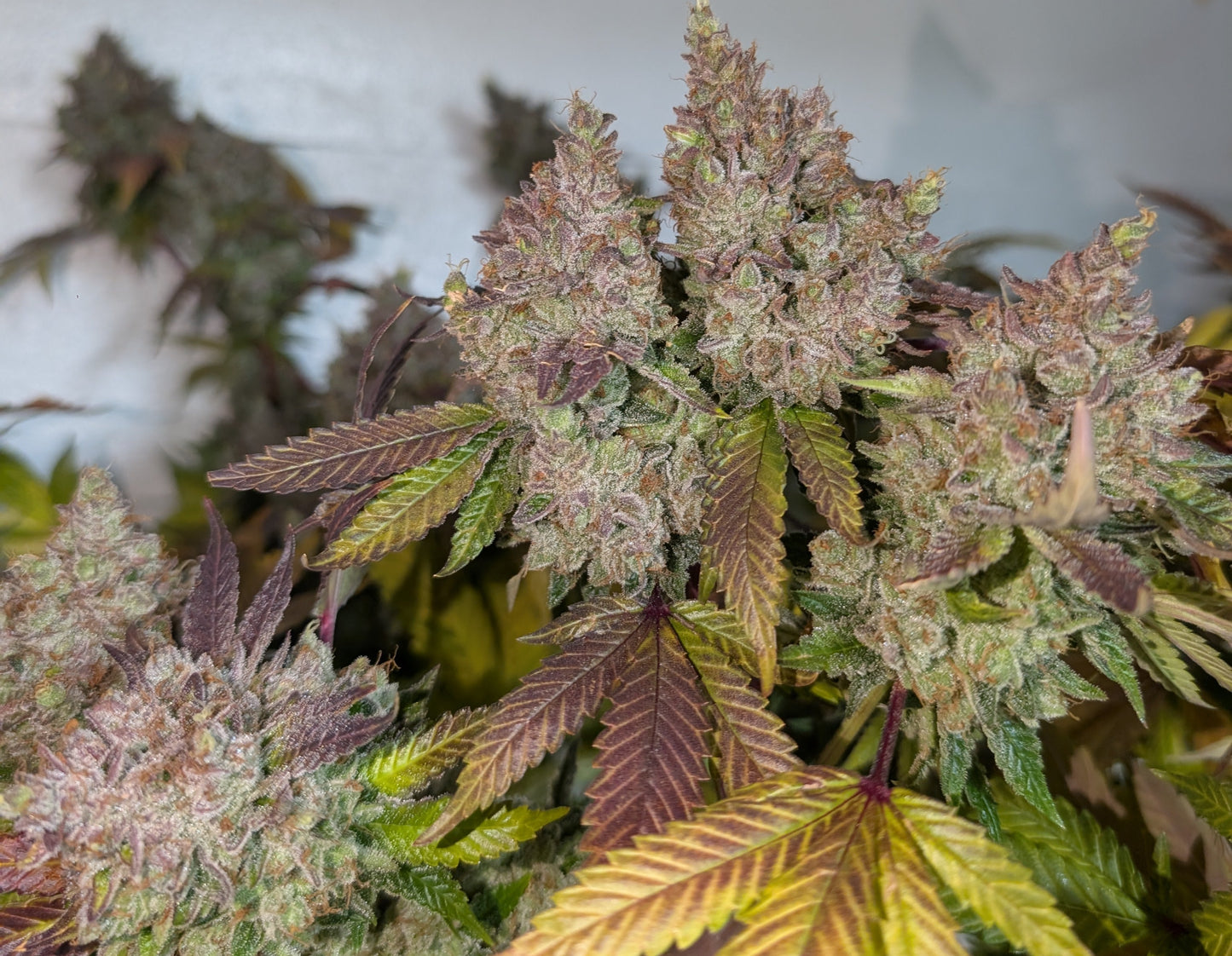 Jilly Glue x Gorilla Glue 4 BX6