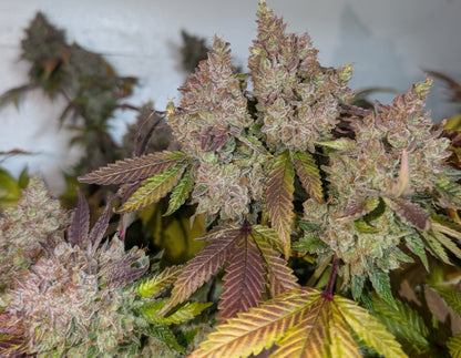 Jilly Glue x Gorilla Glue 4 BX6