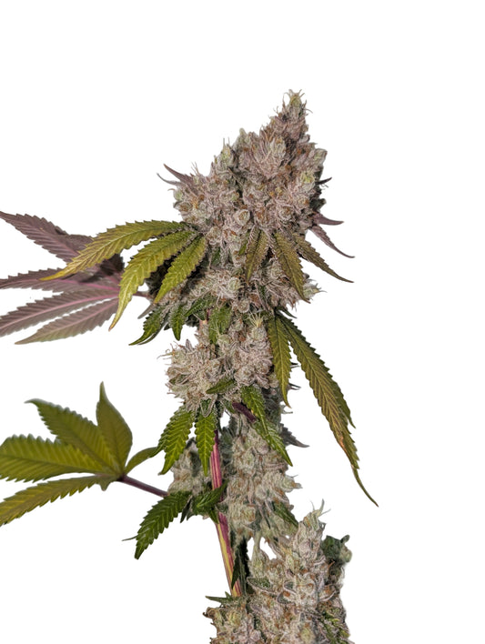 Jilly Glue x Gorilla Glue 4 BX6