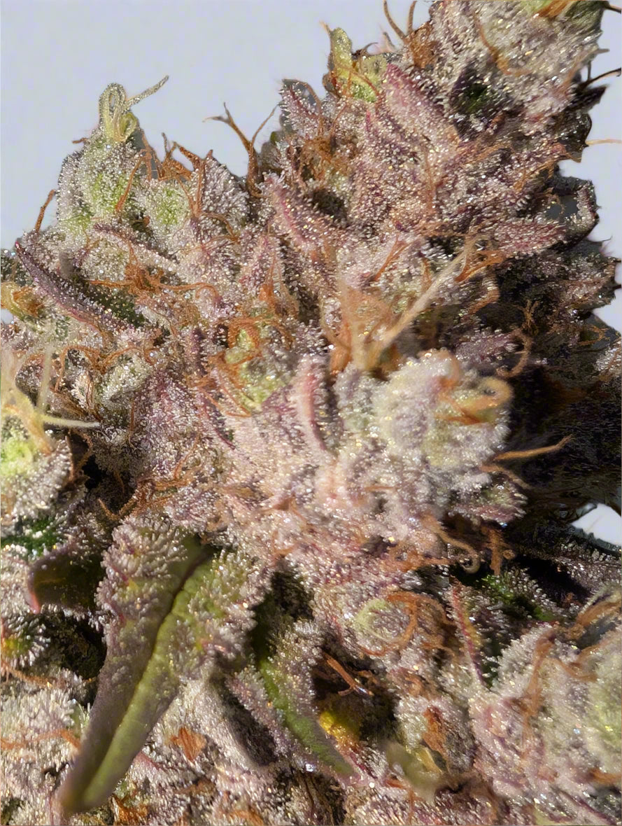 Jilly Glue x Gorilla Glue 4 BX6