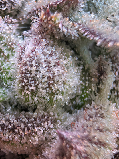 Stuffed Cherry Gelato