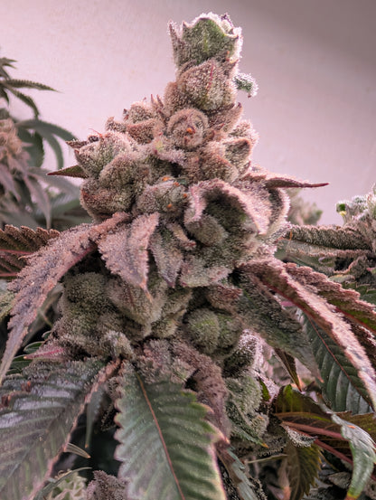 Stuffed Cherry Gelato